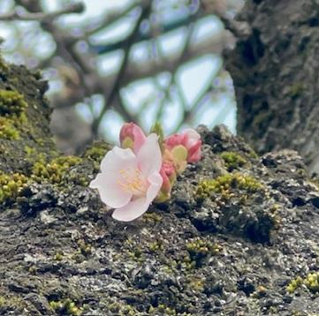 桜川胴咲きさくら２０２５.jpg