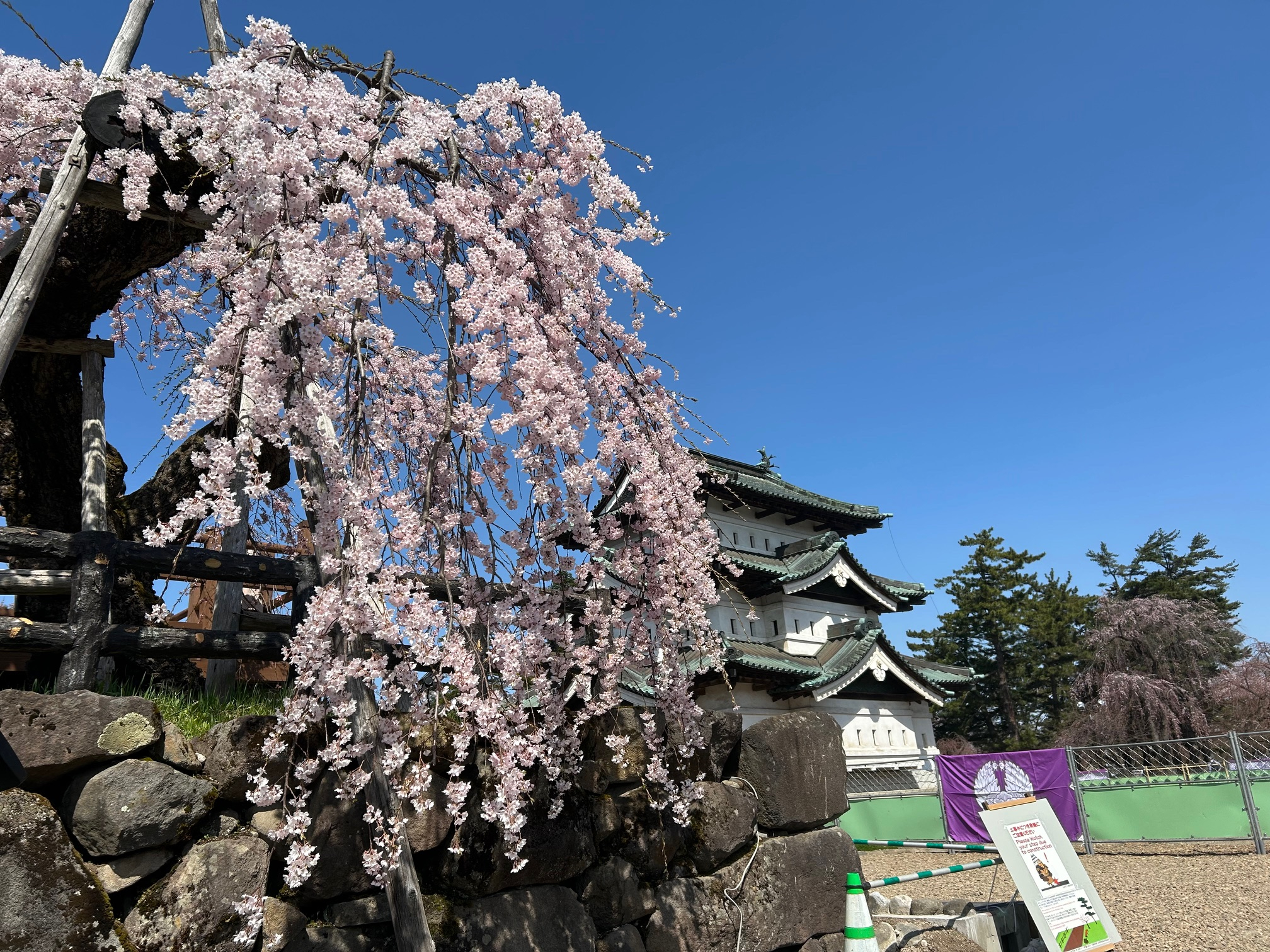 しだれ